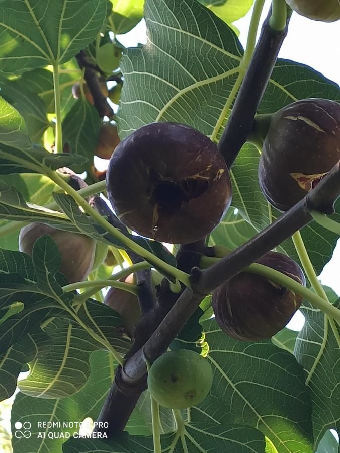 Гостевой дом Гостевой дом у Илюши Пицунда-22